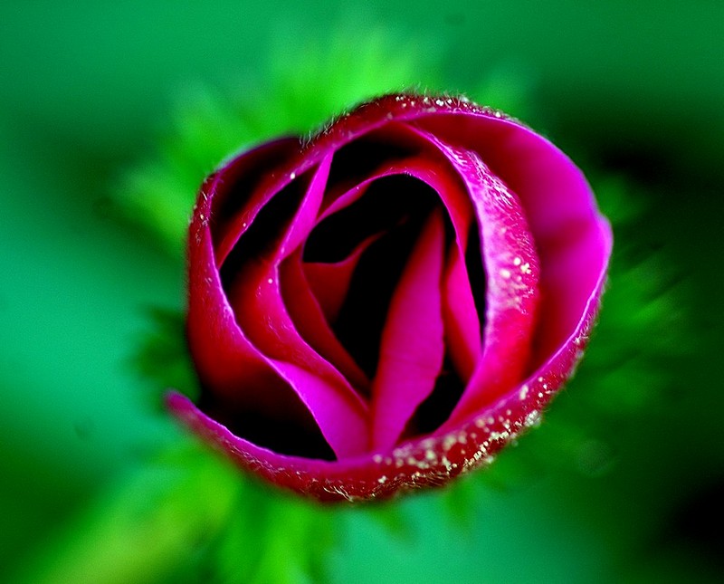 כלנית מסוג אחר.