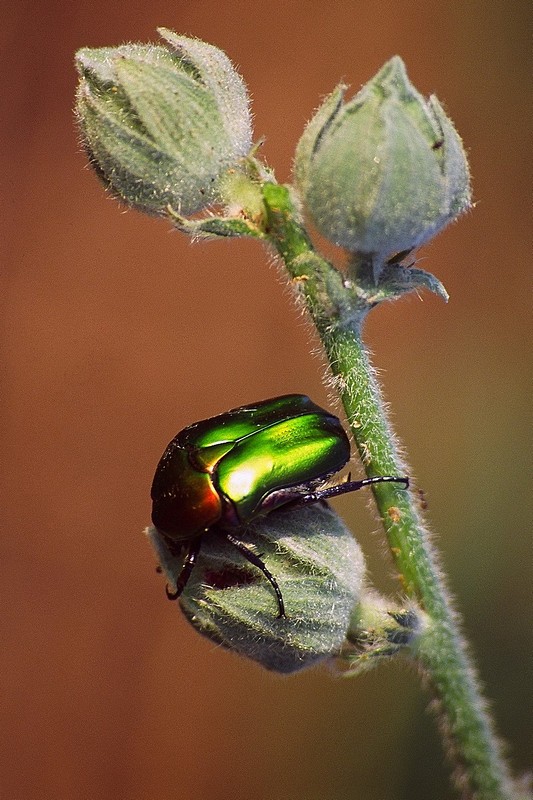 צילום: תומר כרמלי