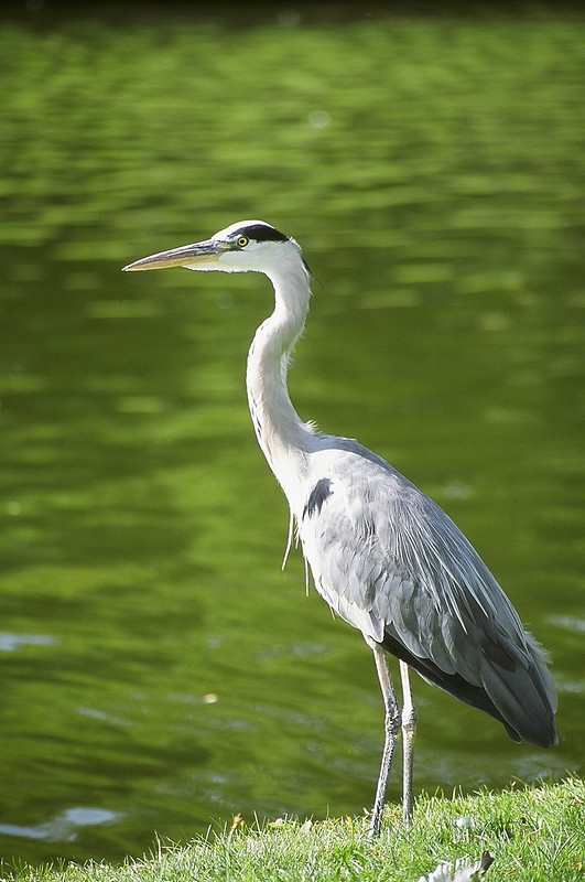 צילום: תומר כרמלי