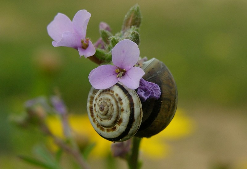 שניים שניים