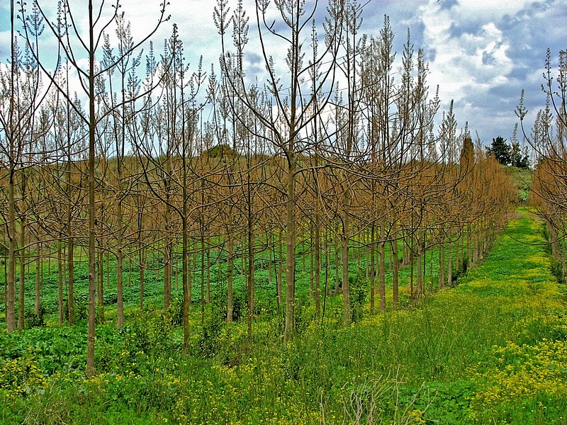 הזמנה לטיול