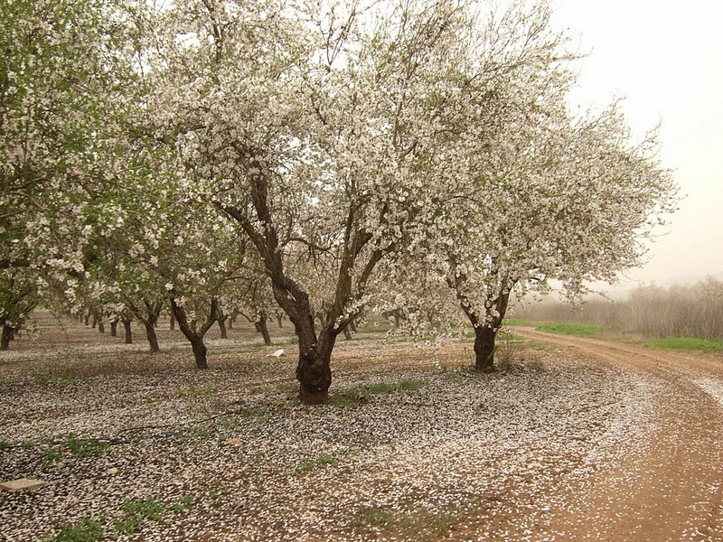 השקדיה פורחת