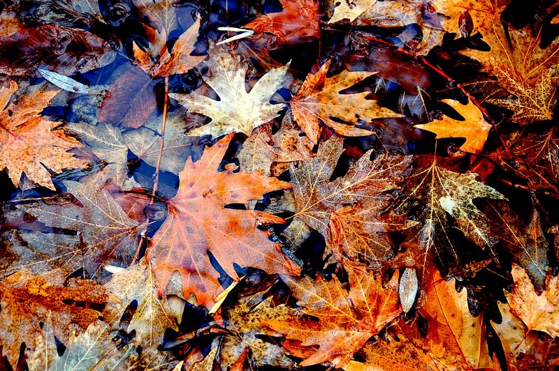 עלי שלכת בשלולית המים