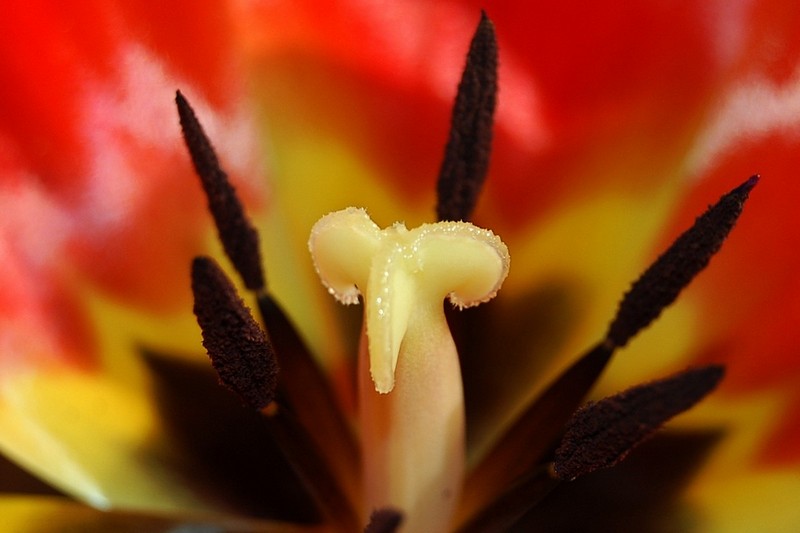 זוית שונה לטוליפ (סדרה