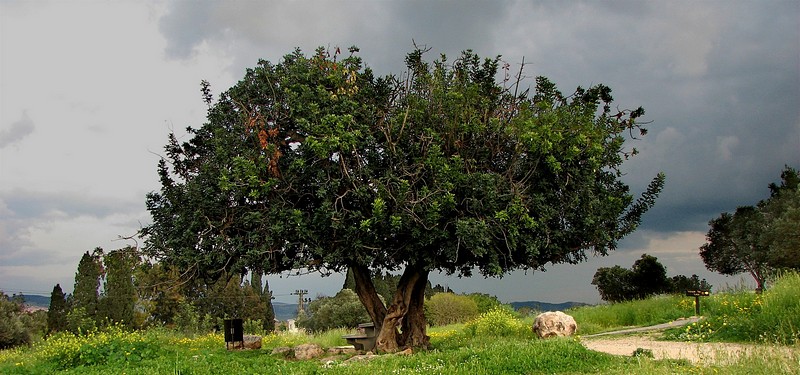 יום אביב סגריר