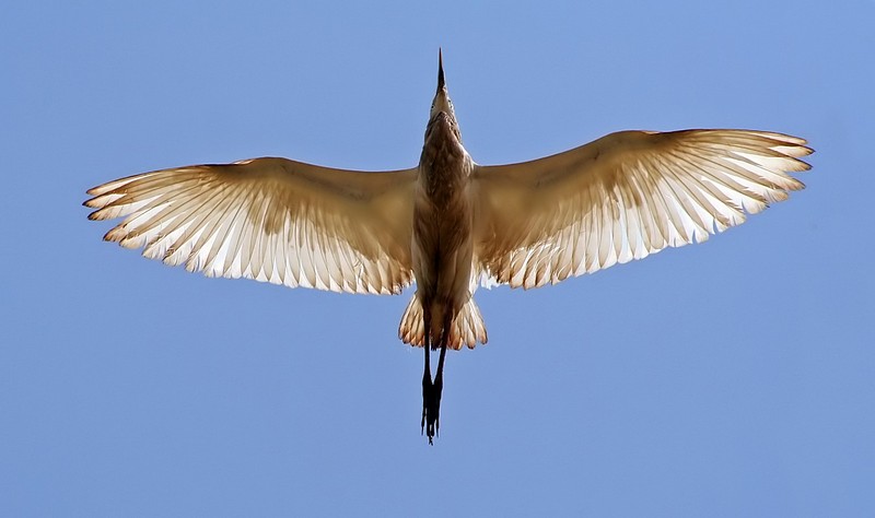 תאורה אחורית