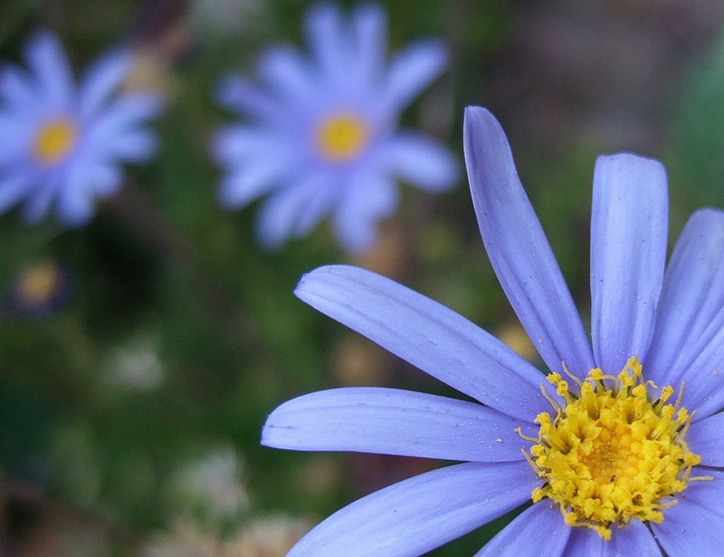 והפעם בתכלת...