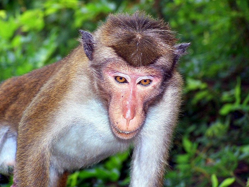 מלך הקופים.