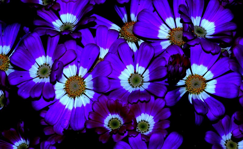 קלדאוסקופ בסגול 