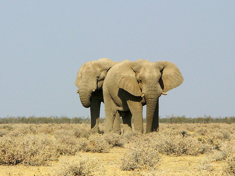 פיל מתחבא מאחורי פיל