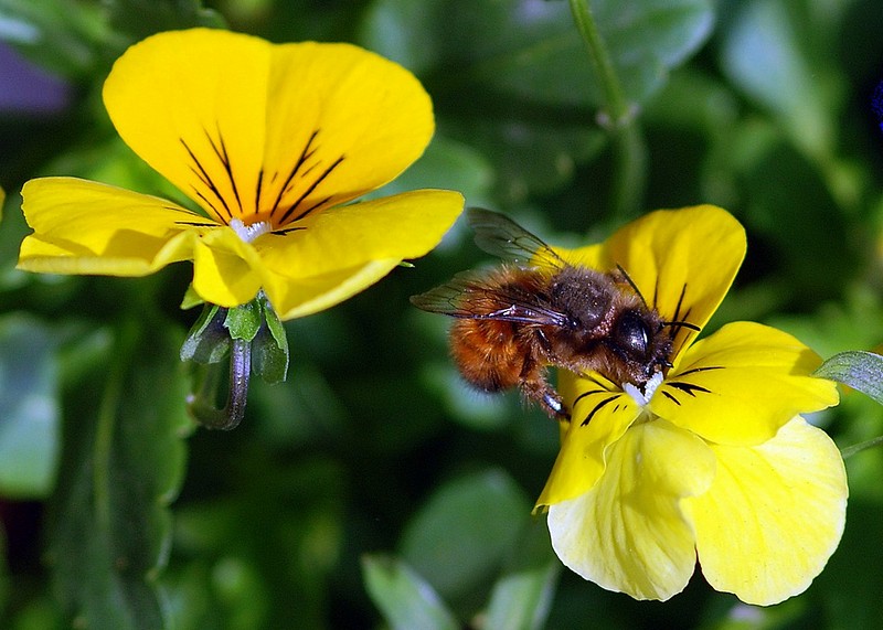 והפעם ארוחה בצהוב