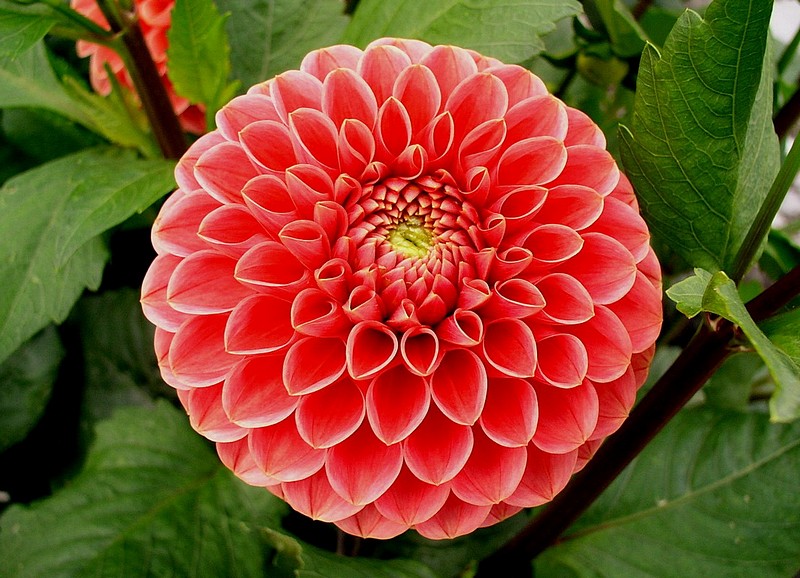 דהליה מגני קיו