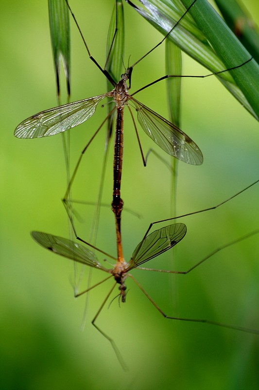 סקס ללא אהבה
