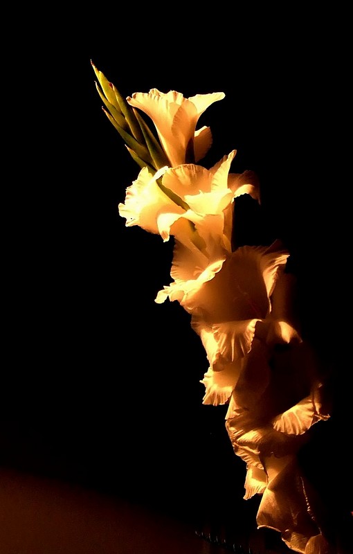 זהב על שחור