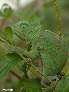 זיקית ירוקה