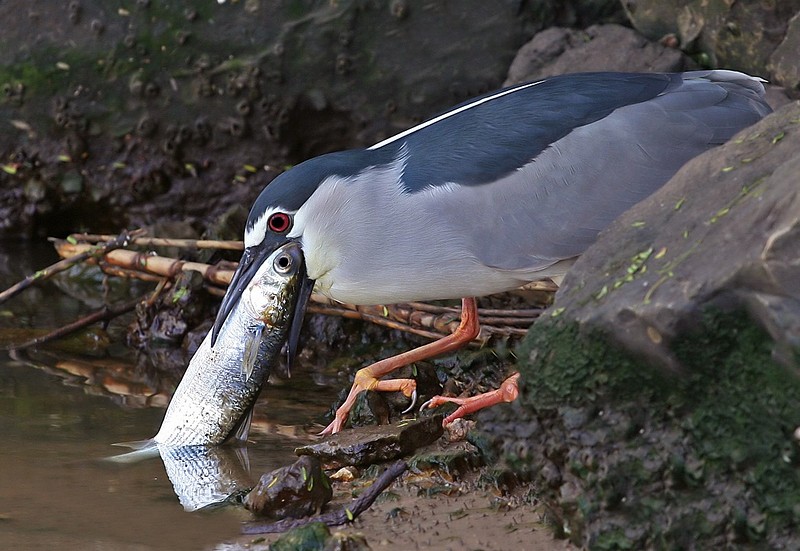 עין תחת עין