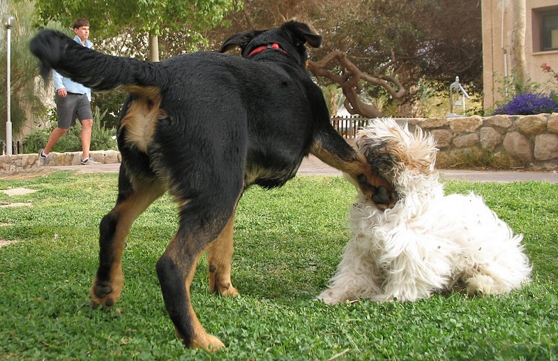 אגרוף!! כלב בן כלב!
