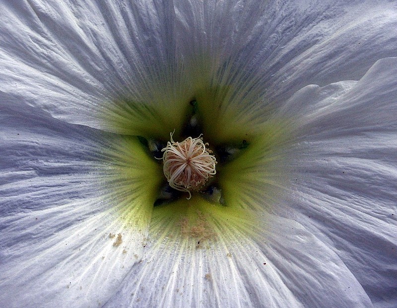 במרחק החוטם מהחוטמית