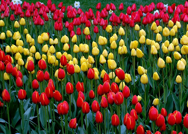 אבסטרקט צבעוני