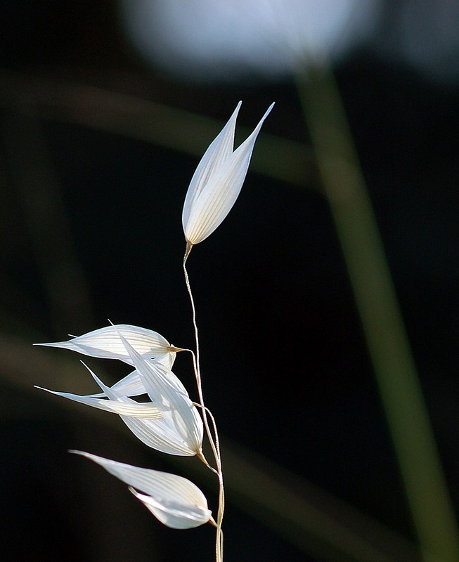 בצילו של יום קיץ