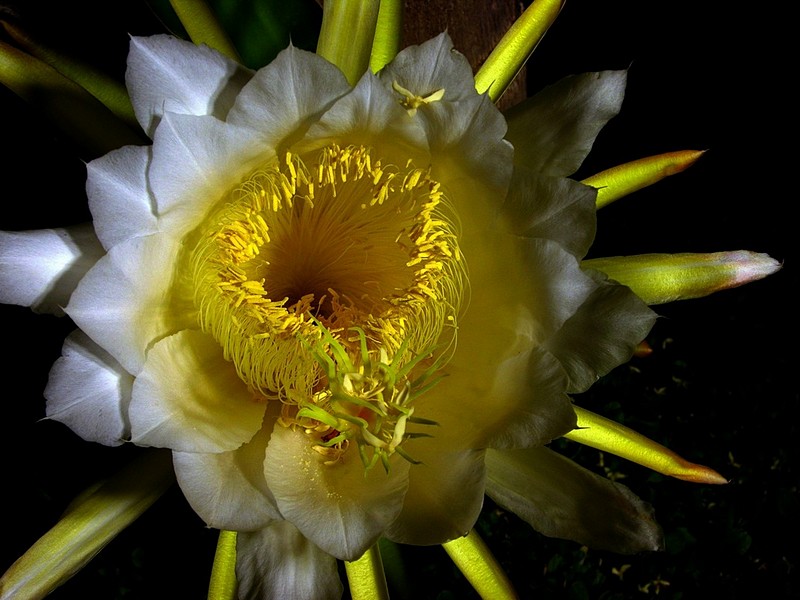 מלכה ללילה אחד