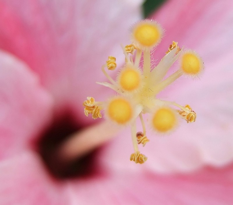 פונץ'-בננה...