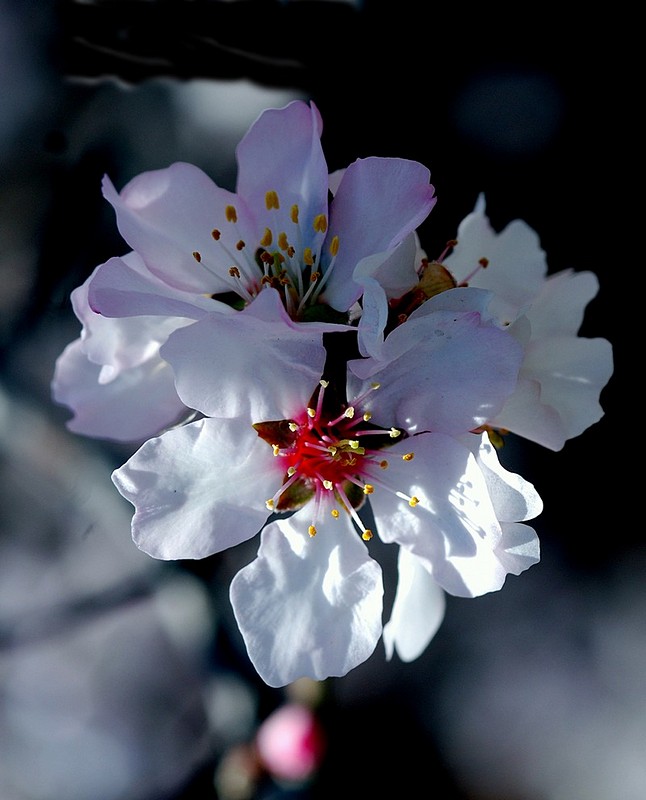 אביב הגיע פרח בא