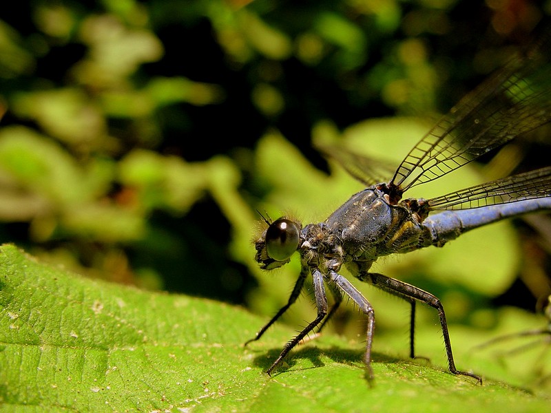 לא עשתה שעווה