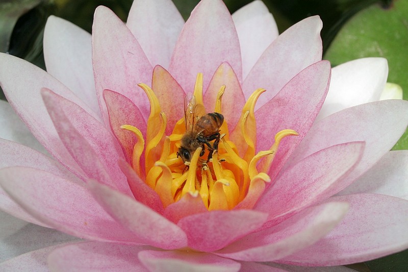 צילום: אמיר גולדמן