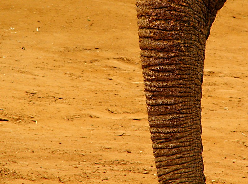 דוחף את האף