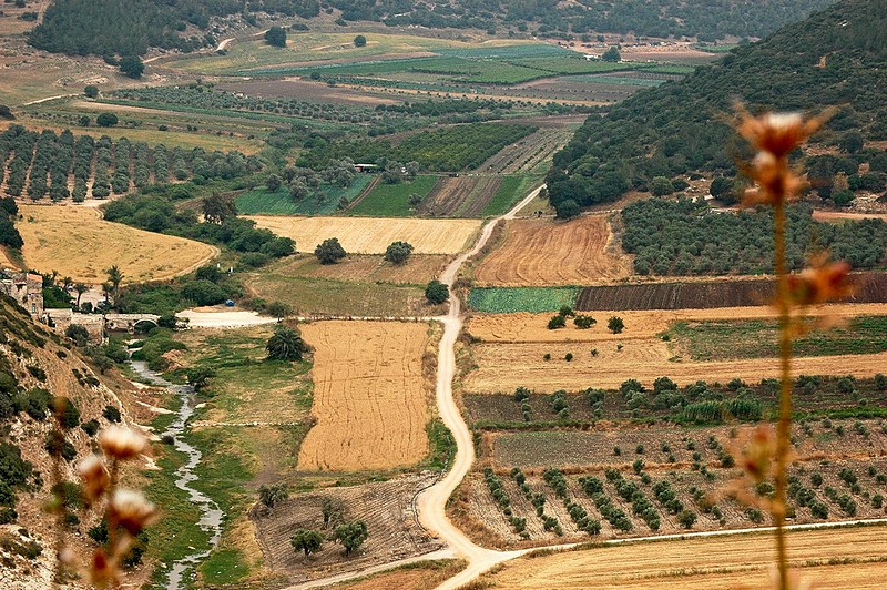 צילום: דני בוק