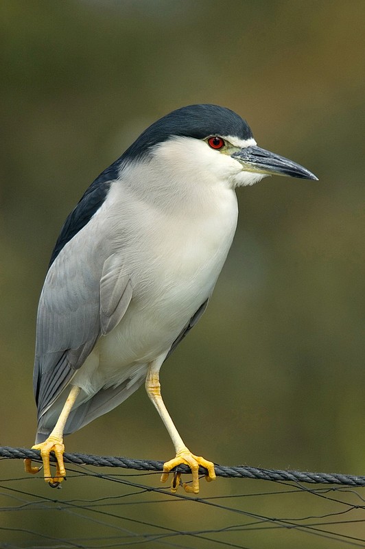 אוחז ברשת בחוזקה