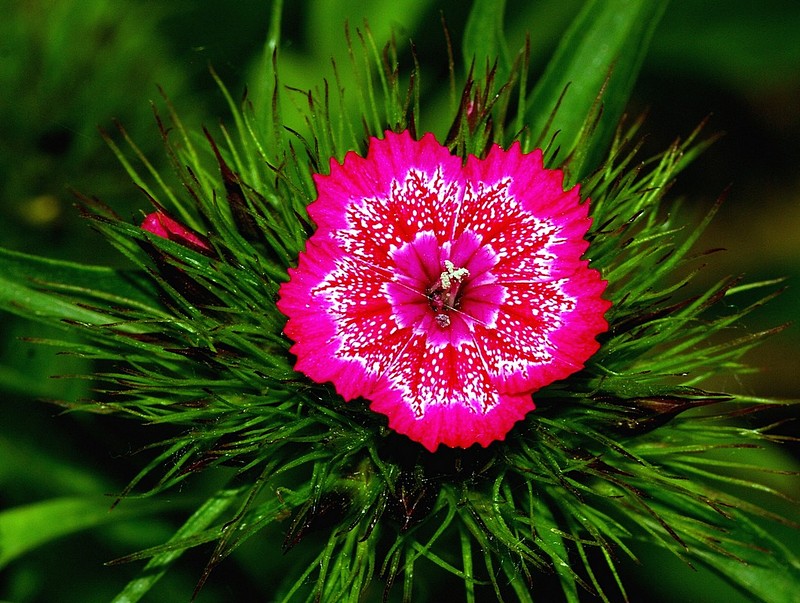 בכור הפרחים של הצמח