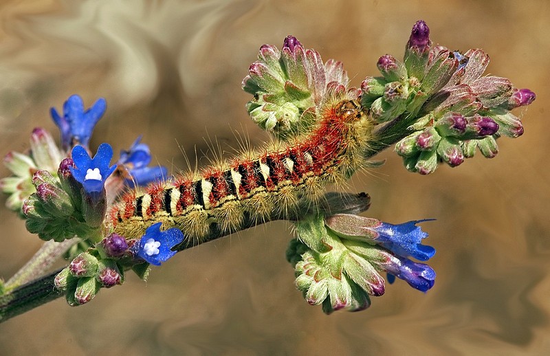רומן של תולעת ופרח