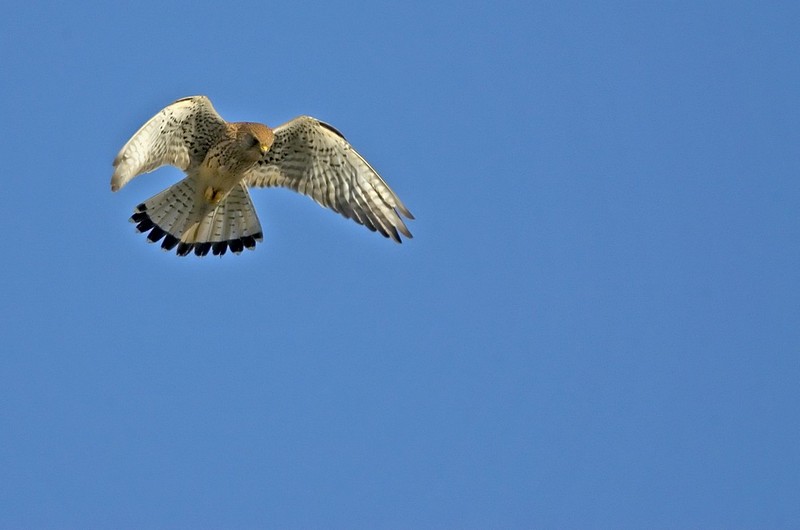 בז מחפש טרף מהאויר