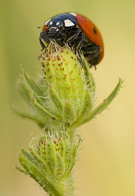 חיפושית על הגובה