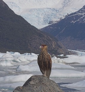 צילום: רוני  