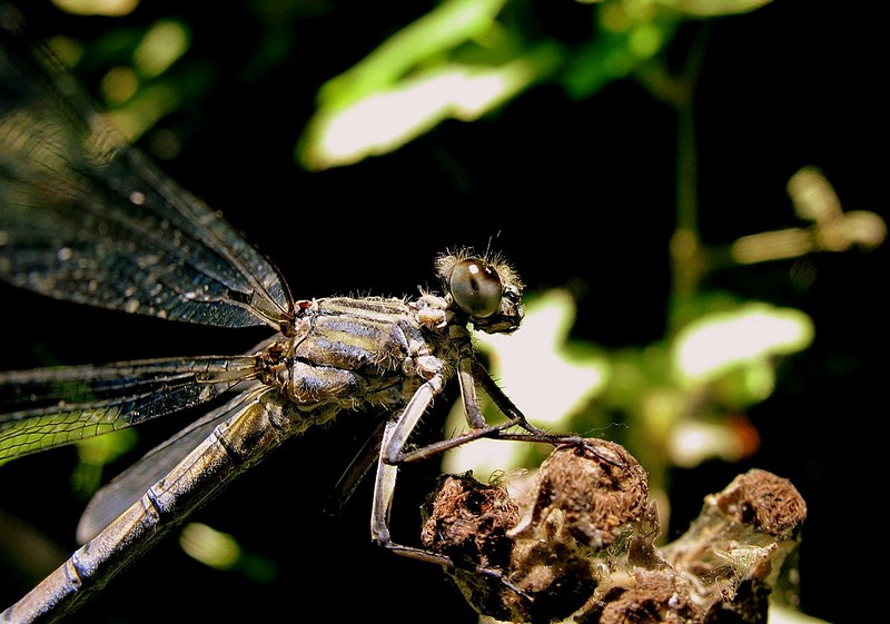 איזה עיינים גדולות