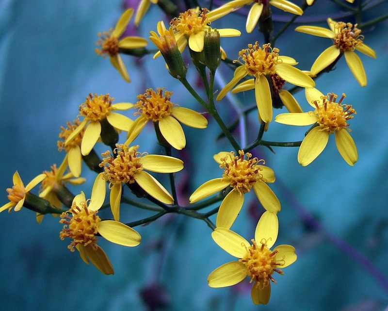 מקרו בצהוב-כחול