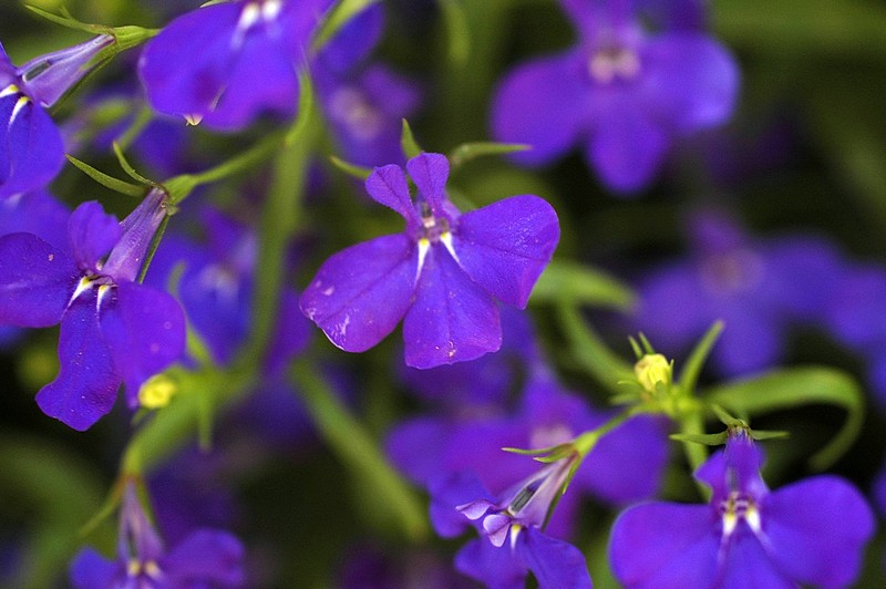 צילום: נינט טייב