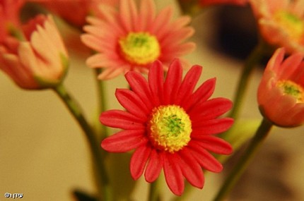 עציץ סינטטי