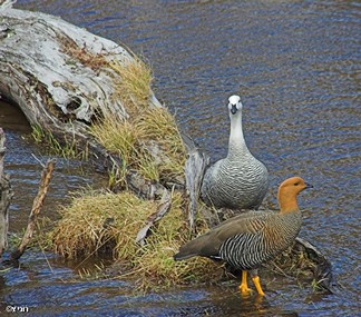 צילום: רוני  