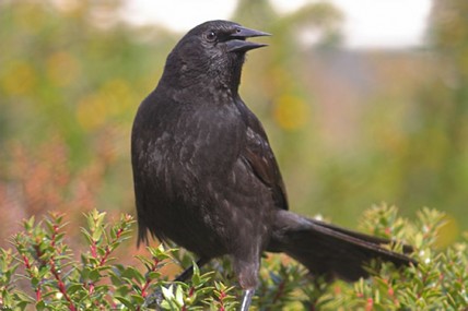 צילום: רוני  