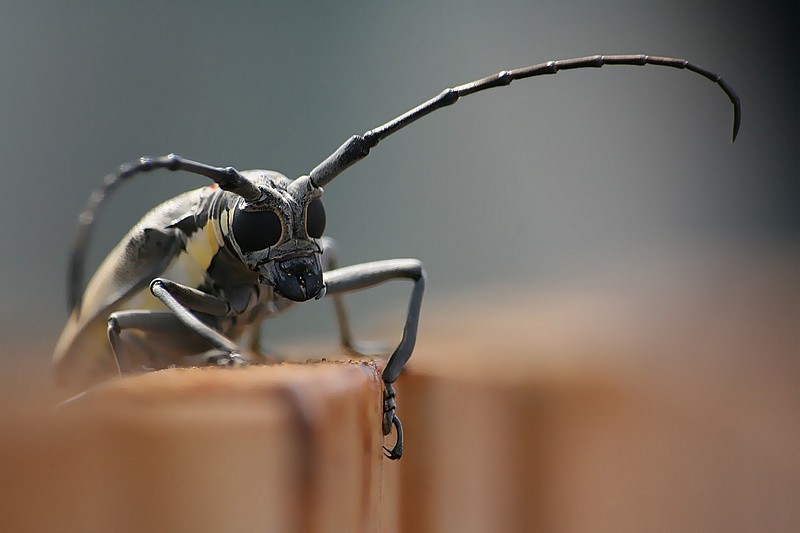 Take me to your leader