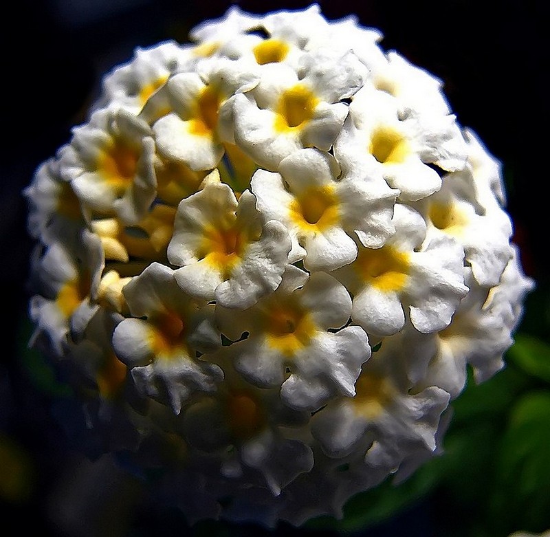 Snow Ball