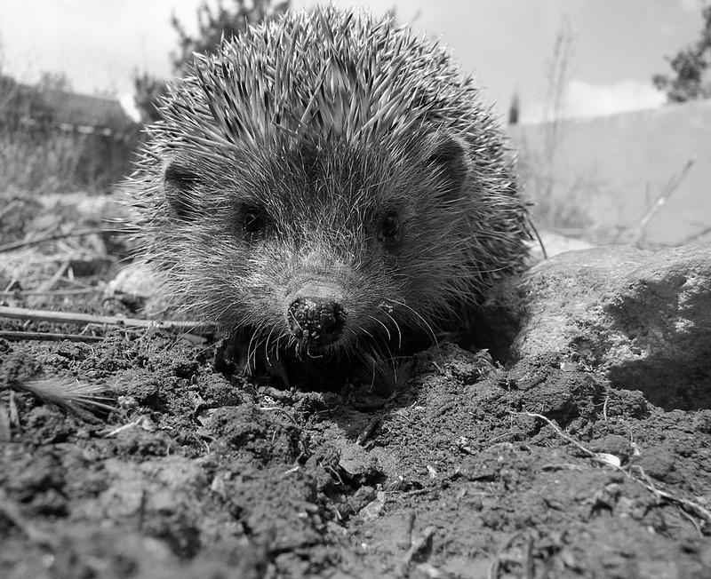 צילום: אורי וולנסקי