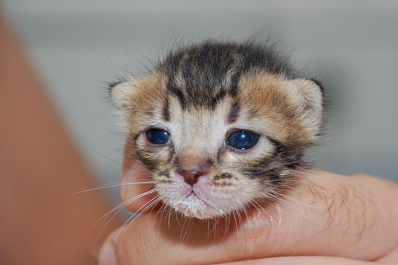 איזה מתוק!! (סדרה)