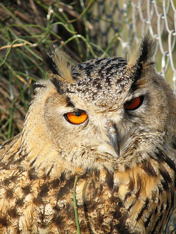 צילום: אורי וולנסקי