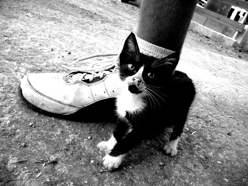 באותו הגודל!!