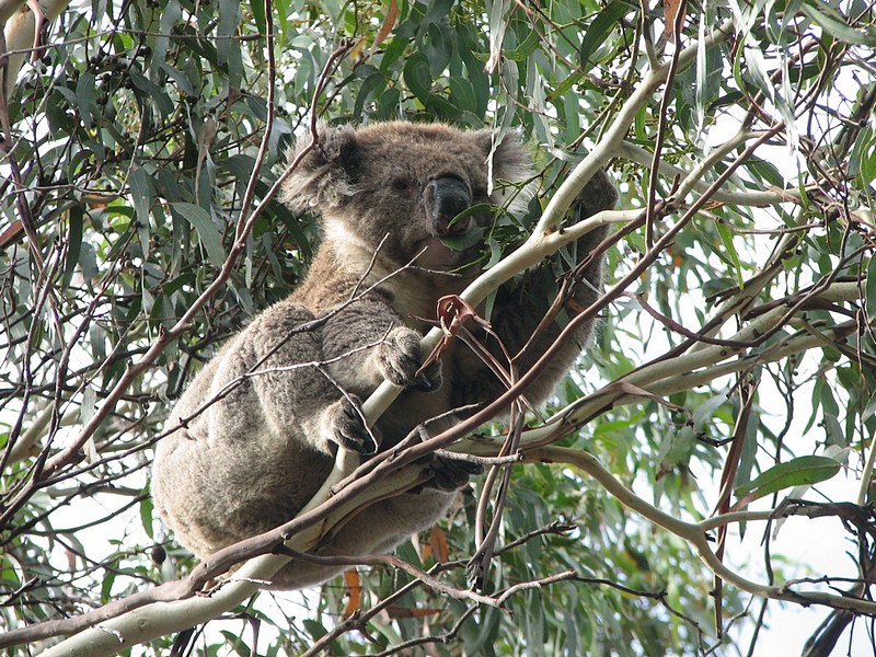 הדב הכי חמוד בעולם